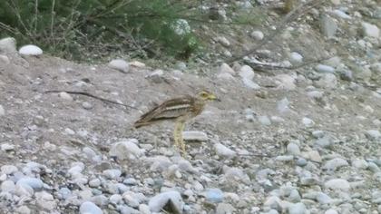 Kocagöz