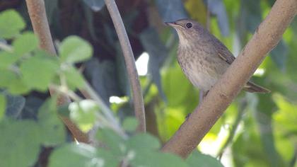 Benekli bülbül