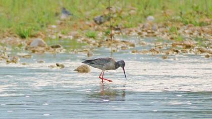 Kara kızılbacak