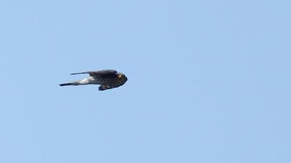 Atmaca