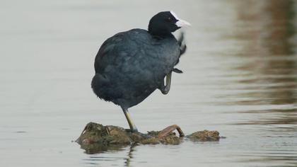Sakarmeke