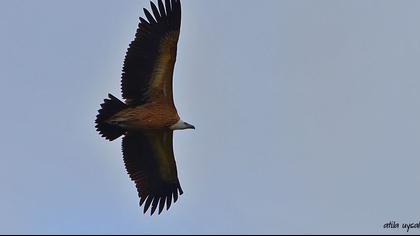 Kızıl akbaba