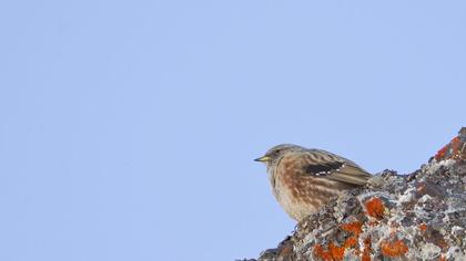 Büyük dağbülbülü