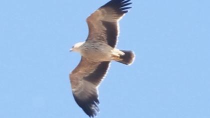 Şah kartal