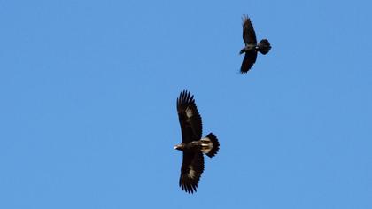 Kuzgun