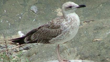 Gümüş martı