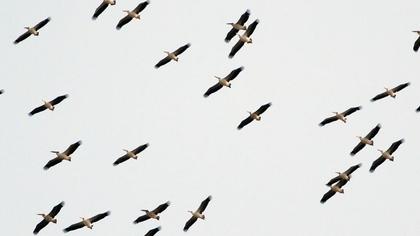 Ak pelikan