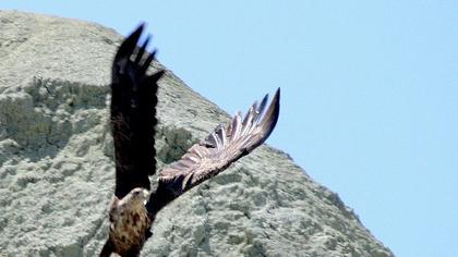 Akkuyruklu kartal