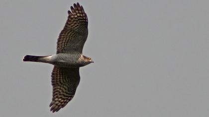 Atmaca