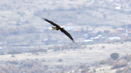Şah kartal