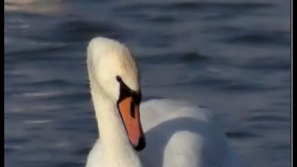 Kuğu