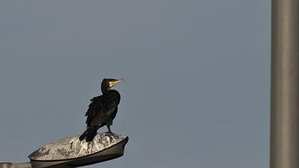 Karabatak