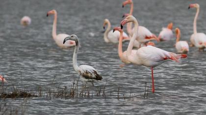 Flamingo