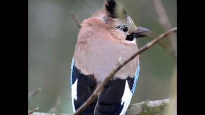 Alakarga