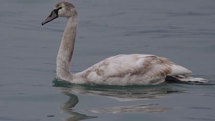 Kuğu