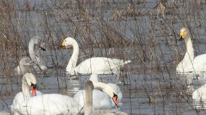 Küçük kuğu