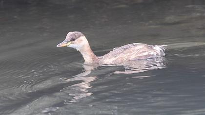 Küçük batağan