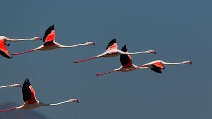 Flamingo