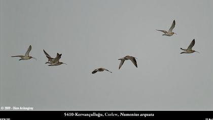 Kervançulluğu