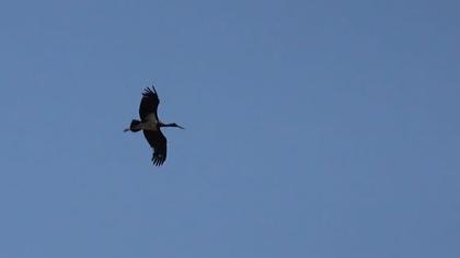 Kara leylek