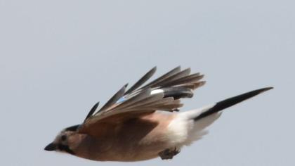 Alakarga