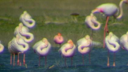 Küçük flamingo