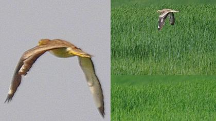 Kocagöz