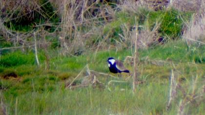 Mahmuzlu kızkuşu