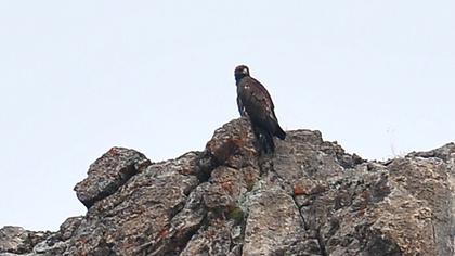 Kaya kartalı