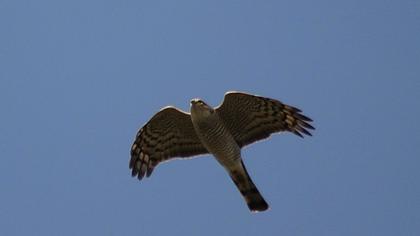 Atmaca