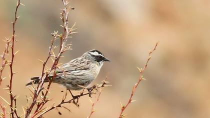 Sürmeli dağbülbülü