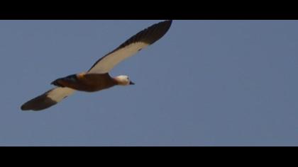 Angıt