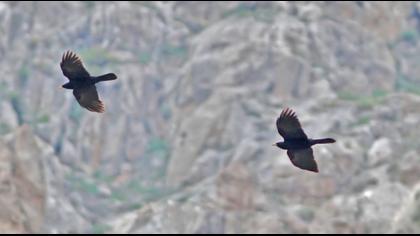 Sarıgagalı dağ kargası