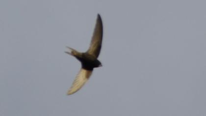 Ebabil
