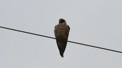 Ala doğan
