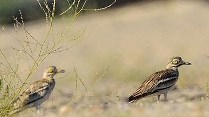 Kocagöz