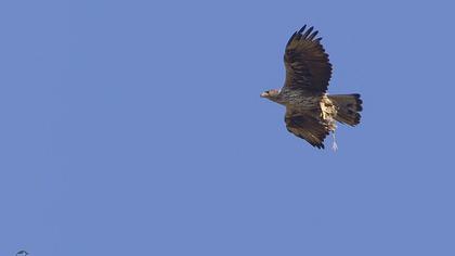 Tavşancıl