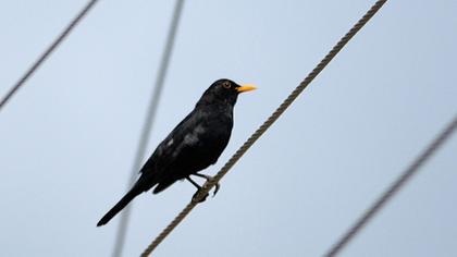 Karatavuk