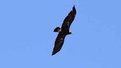 Şah kartal