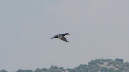Karabatak