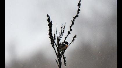 Taşkuşu