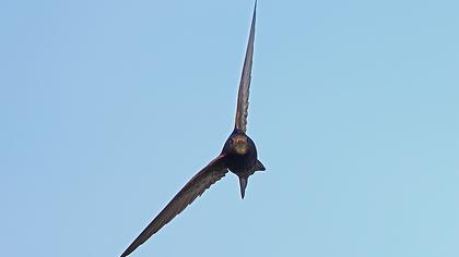 Ebabil