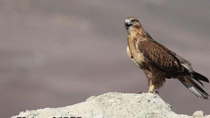 Kızıl şahin