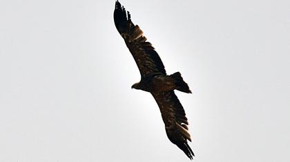 Şah kartal
