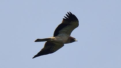 Küçük kartal