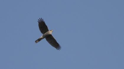 Atmaca