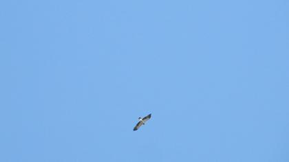 Küçük kartal