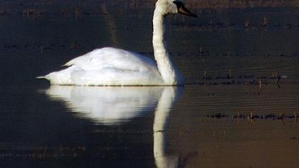Kuğu