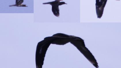 Kocagöz