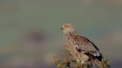 Şah kartal